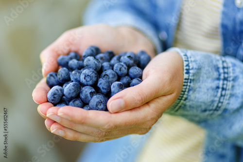Berry picking season, a handful of ripe blueberries in female hands, close-up. © Andrii Zastrozhnov