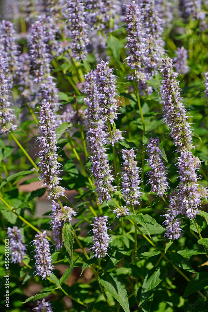 Obraz premium Blühender Blutweiderich (Lythrum salicaria) , Deutschland