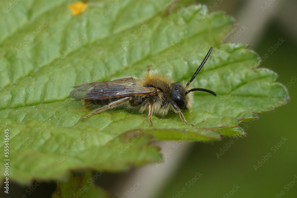 Closeup on a male Orange-tailed mining solitary bee, Andrena haemorrhoa, sitting on a green leaf Closeup on a male Orange-tailed mining solitary bee, Andrena haemorrhoa, sitting on a green leaf