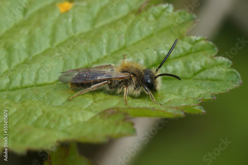 Closeup on a male Orange-tailed mining solitary bee, Andrena haemorrhoa, sitting on a green leaf © Henk
