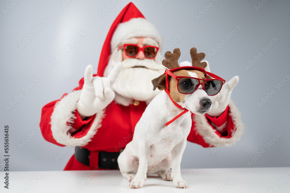 Santa claus and santa's helper in sunglasses on a white background. Jack russell terrier dog in a deer costume Santa claus and santa's helper in sunglasses on a white background. Jack russell terrier dog in a deer costume