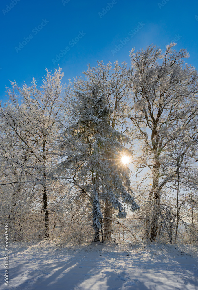 winter wonderland, beautiful evergreen tress partly covered with snow during a sunny winter day with blue sky and a sunstar winter wonderland, beautiful evergreen tress partly covered with snow during a sunny winter day with blue sky and a sunstar