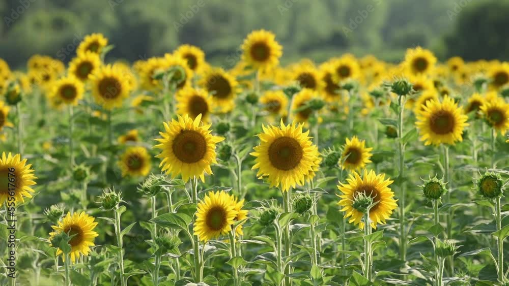 Blooming sunflower crops in cultivated field in summer, selective focus Blooming sunflower crops in cultivated field in summer, selective focus
