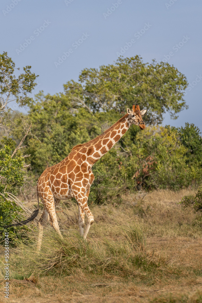 Fototapeta premium Giraffe in front Amboseli national park Kenya masai mara.(Giraffa reticulata) sunset.