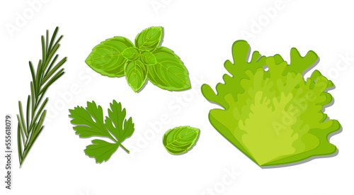 Vector set of greens and lettuce leaves. Basil, parsley, rosemary and lettuce.