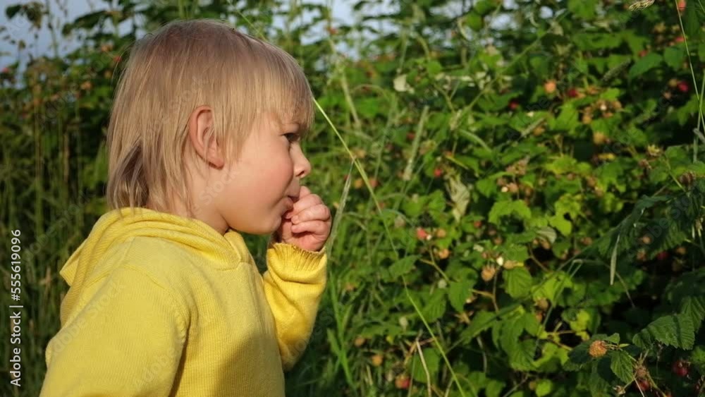 Cute Blond Boy Eating Raspberry in the Forest. Kid Wearing Yellow Hoodie Picking Berries. Young Toddler Country Life. Gathering tiny Berries from Bushes. Summer Children's Lifestyle. Golden Hour Cute Blond Boy Eating Raspberry in the Forest. Kid Wearing Yellow Hoodie Picking Berries. Young Toddler Country Life. Gathering tiny Berries from Bushes. Summer Children's Lifestyle. Golden Hour