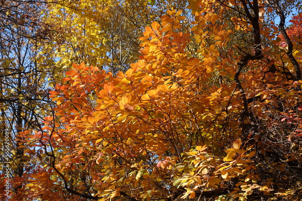 Smoke tree with colorful autumnal foliage in November