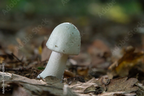 White deadly poisonous fungi Amanita virosa also known as destroying angel. Young egg-shaped fruiting bodies showing conical caps, veil around stem. Mushroom in peat moss ground
