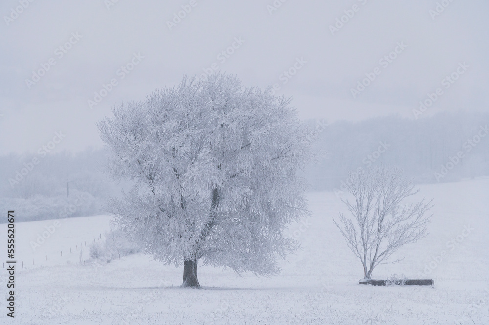 Fototapeta premium winter, forester, snow