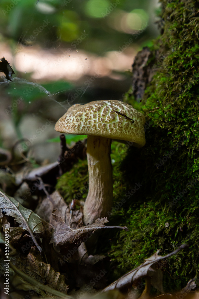 Fototapeta premium Xerocomellus chrysenteron, known as Boletus chrysenteron or Xerocomus chrysenteron - edible mushroom. Fungus in the natural environment