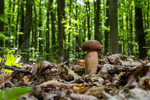 Fotografie, Obraz Boletus edulis or cep, edible wild mushroom in a forest