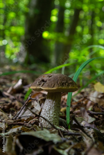 Edible mushroom Leccinum pseudoscabrum in deciduous forest. Known as Hazel Bolete. Wild mushroom growing in the leaves