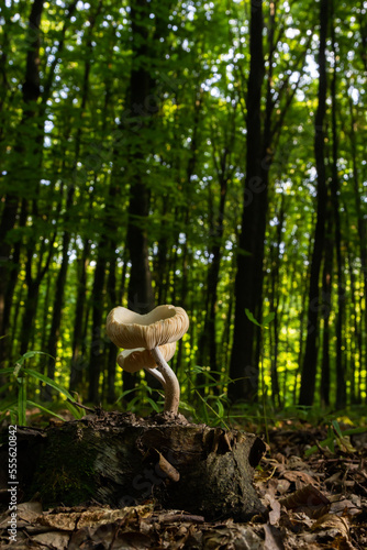 The Common Bonnet Mycena galericulata is an inedible mushroom , an intresting photo © Oleh Marchak