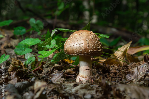 this mushroom is an amanita rubescens and it grows in the forest