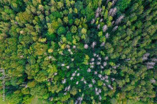 Fly forward over green conifers in autumn. Colorful forest from a bird's eye view down. Green and yellow tops on a cold morning from a drone