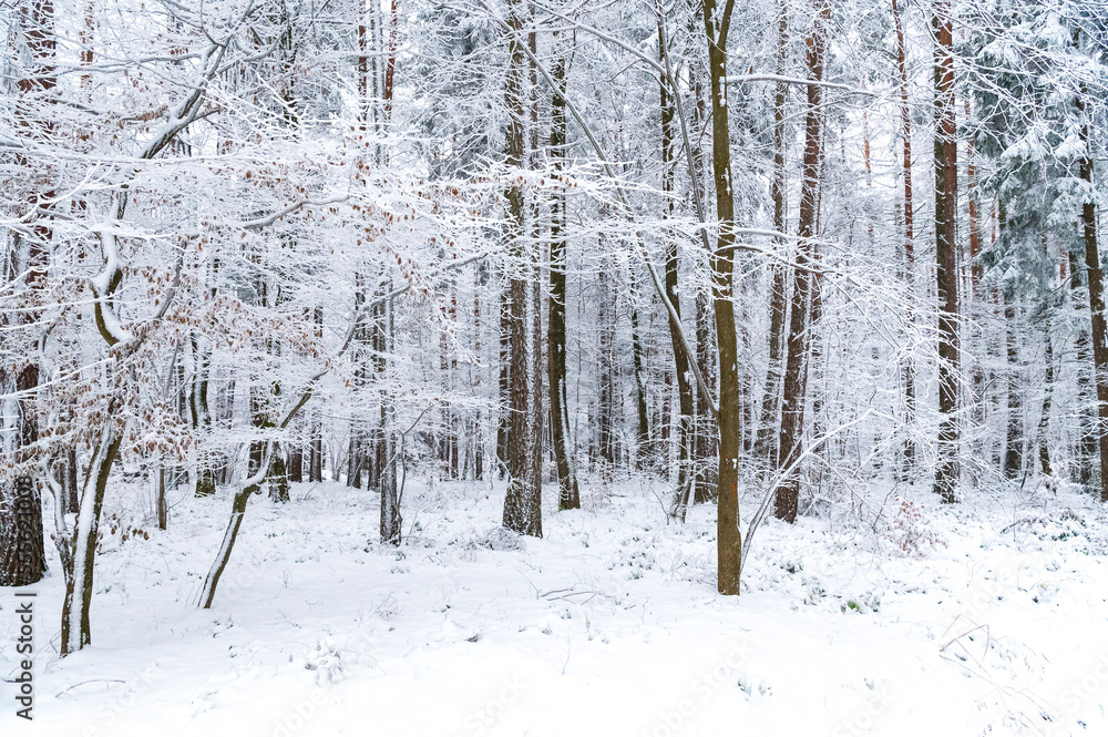 winter, forester, snow winter, forester, snow