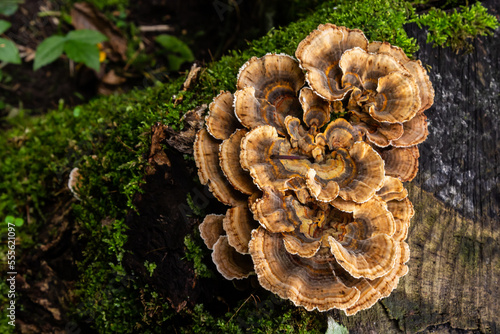 Gloeophyllum sepiarium mushroom on the tree into the forest. Rusty gilled polypore photo