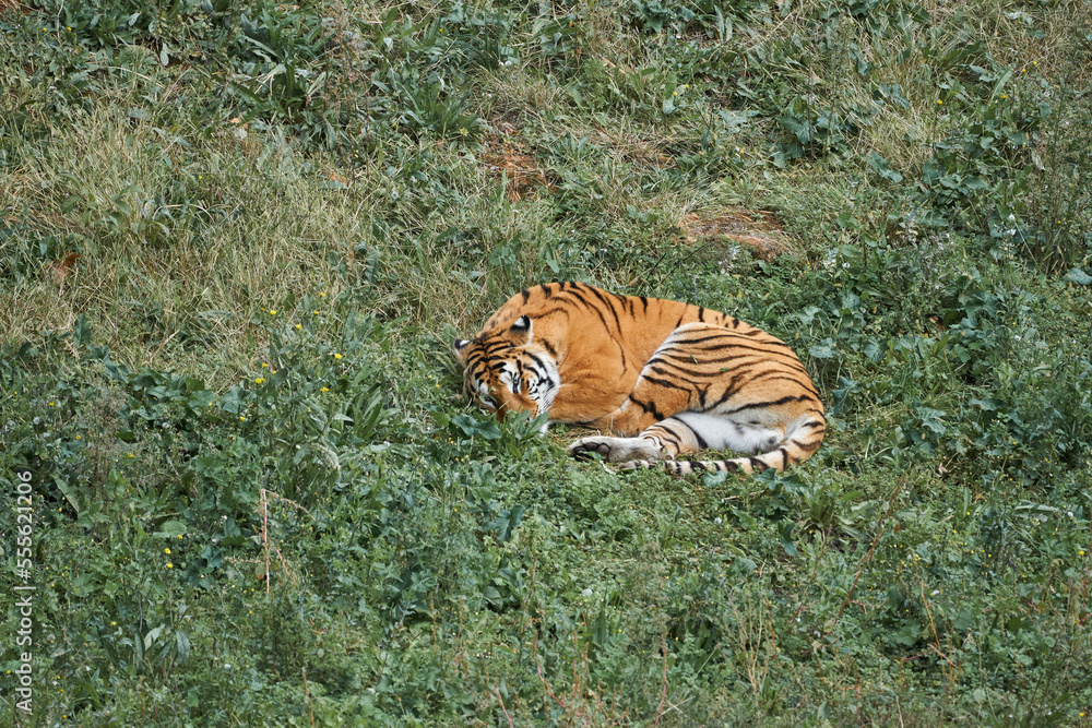 Obraz premium Beautiful bengal tiger sleeps on the grass but opens his eyes always alert to what is happening around him in the natural park of cabarceno, in cantabria, spain, europe
