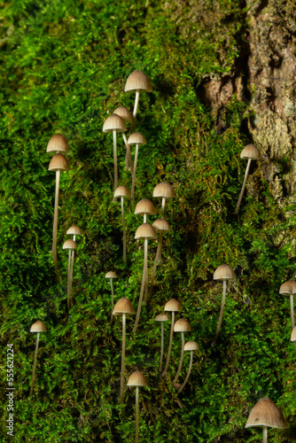 Mushroom Mycena galopus grows on green moss in the forest photo