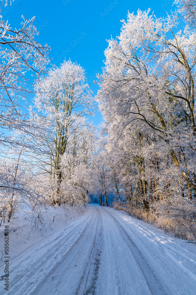 Obraz premium winter, forester, snow