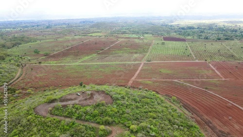 Smart agriculture technology- Aerial drone view of avocado farm in Kenya. photo