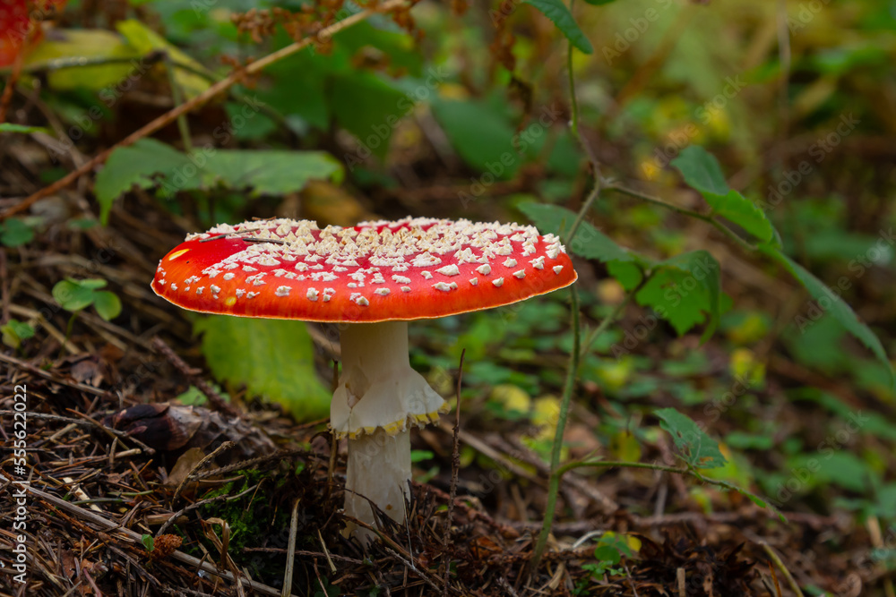 Close-up of a Amanita poisonous mushroom in nature. Fly amanita Amanita muscaria mushroom Close-up of a Amanita poisonous mushroom in nature. Fly amanita Amanita muscaria mushroom