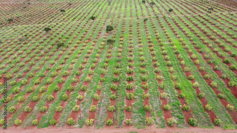 Smart agriculture technology- Aerial drone view of avocado farm in Kenya. Smart agriculture technology- Aerial drone view of avocado farm in Kenya.
