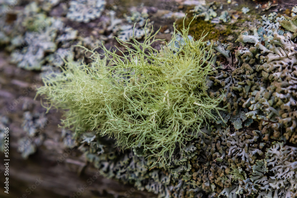 Usnea barbata ,old man's beard, or beard lichen growing naturally on turkey oak tree in Florida, natural antiobiotic. Usnea barbata ,old man's beard, or beard lichen growing naturally on turkey oak tree in Florida, natural antiobiotic.