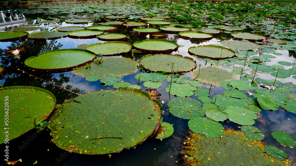 Beautiful Indian lotus leaves (Nelumbo nucifera) Beautiful Indian lotus leaves (Nelumbo nucifera)