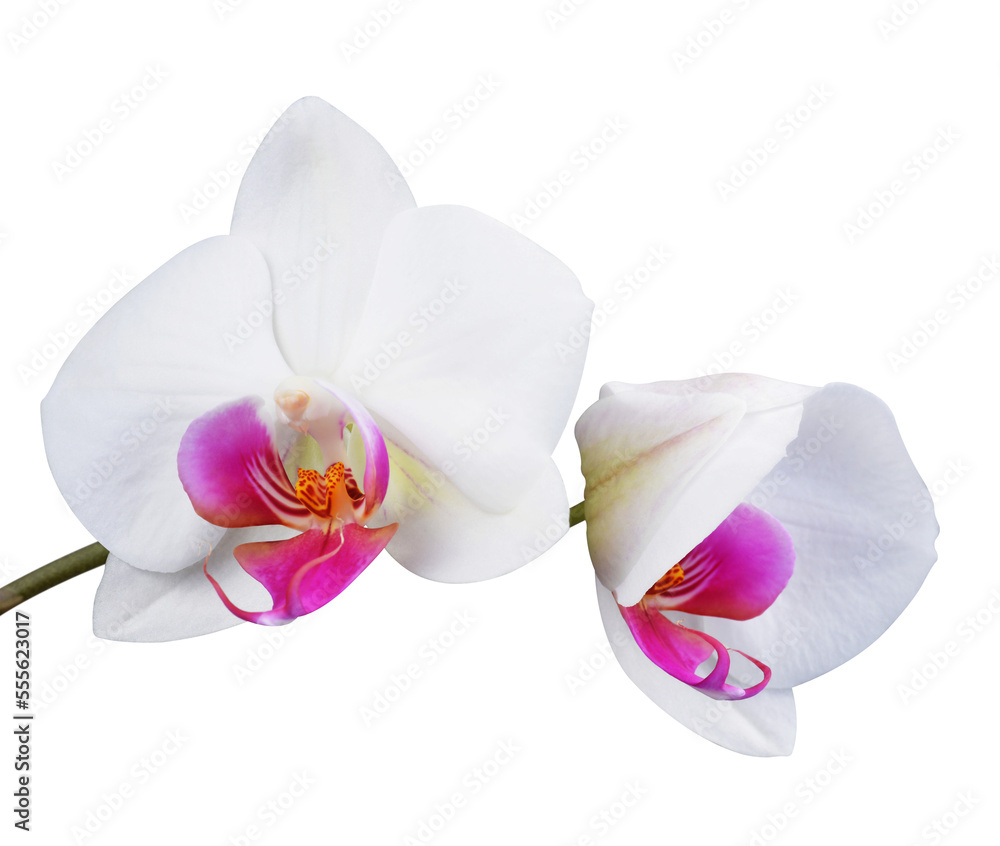 Orchid isolated on transparent background, PNG. Orchid isolated on transparent background, PNG.