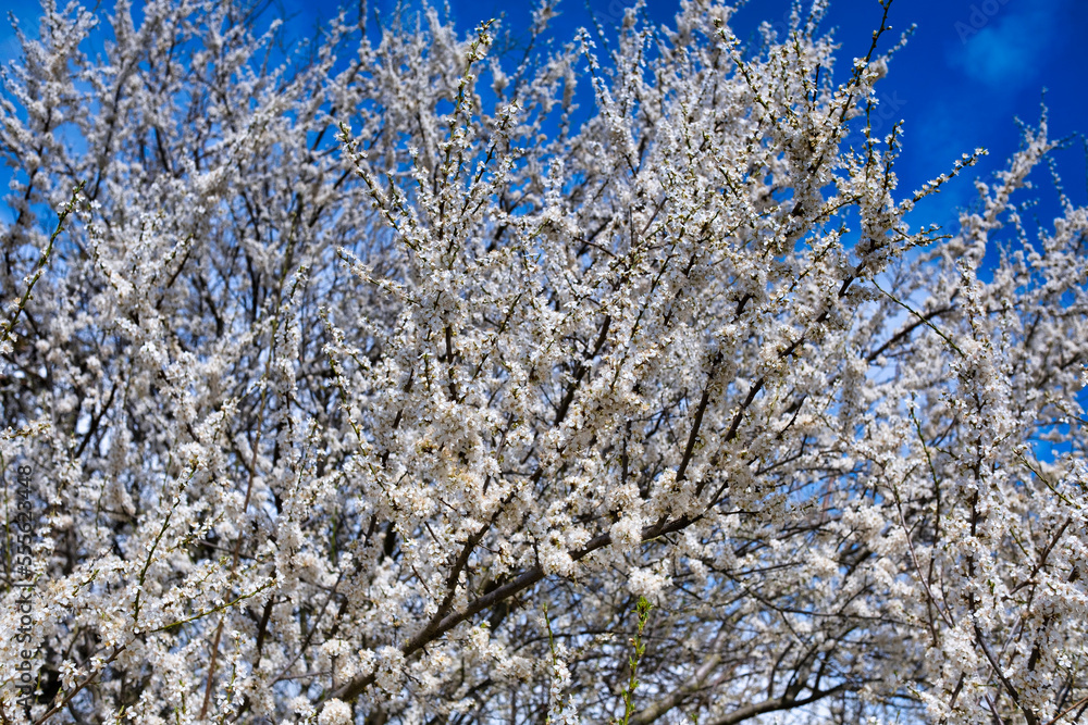 Beautiful white flowers of fruit tree against blue sky background on sunny spring day. Spring background with tree blooming. Beautiful white flowers of fruit tree against blue sky background on sunny spring day. Spring background with tree blooming.