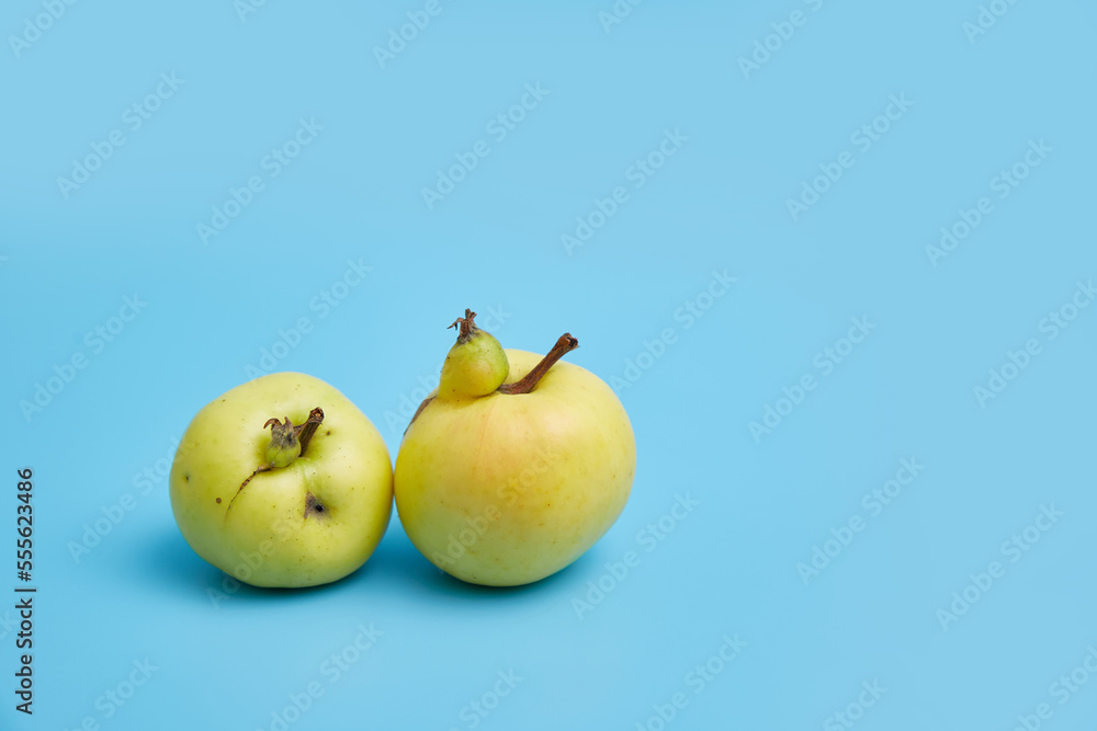 Two ugly yellow apples on a blue background. Image with copy space
