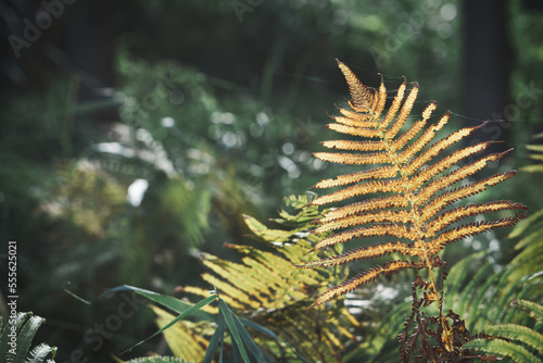 Yellow green fern leaf at autumn time with autumn light. Fern leaf in foreground © Martin