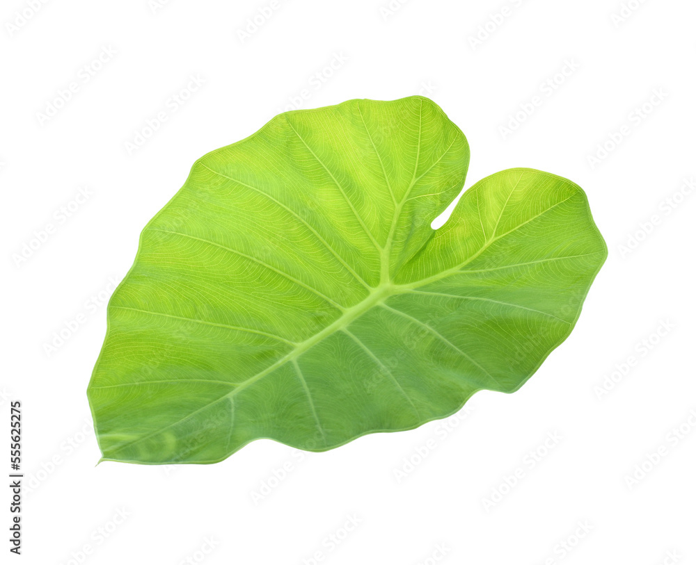 Giant Taro plant leaves isolated transparent png Giant Taro plant leaves isolated transparent png