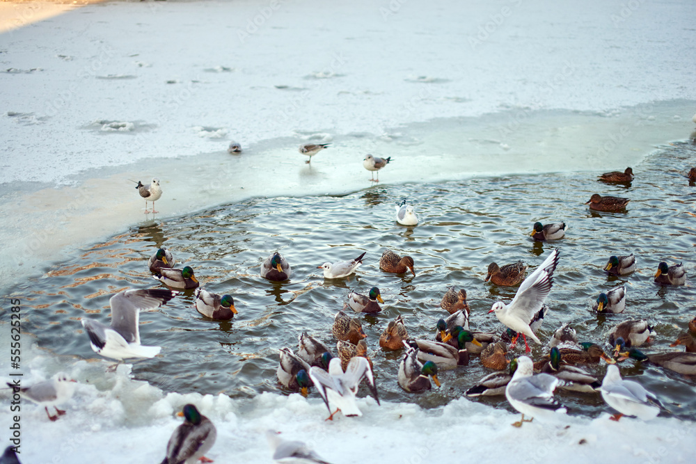 Fototapeta premium Feeding seagulls and pigeons on the lake in winter.