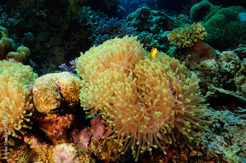 Underwater world, anemones.