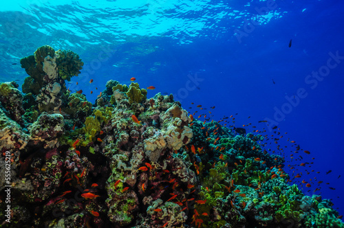 Fototapeta Naklejka Na Ścianę i Meble -  Underwater world: life on the reef