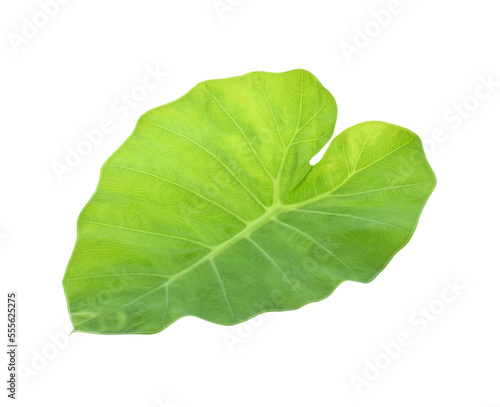 Giant Taro plant leaves isolated transparent png