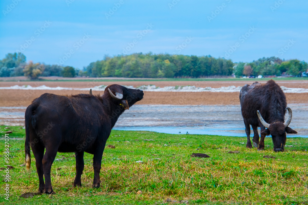 Domestic water buffalo in the Reserve in a national park