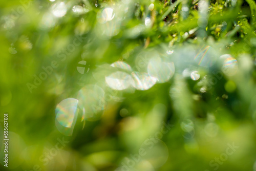 Bokeh blurred background of green grass in nature.
