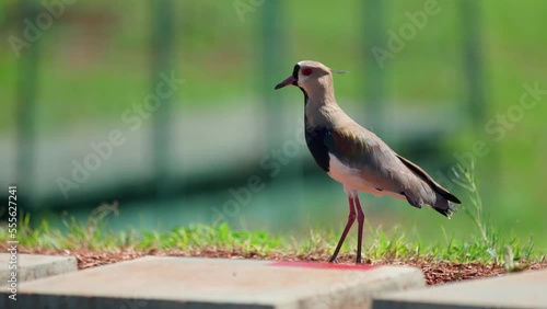 vanellus chilensis in the city park photo