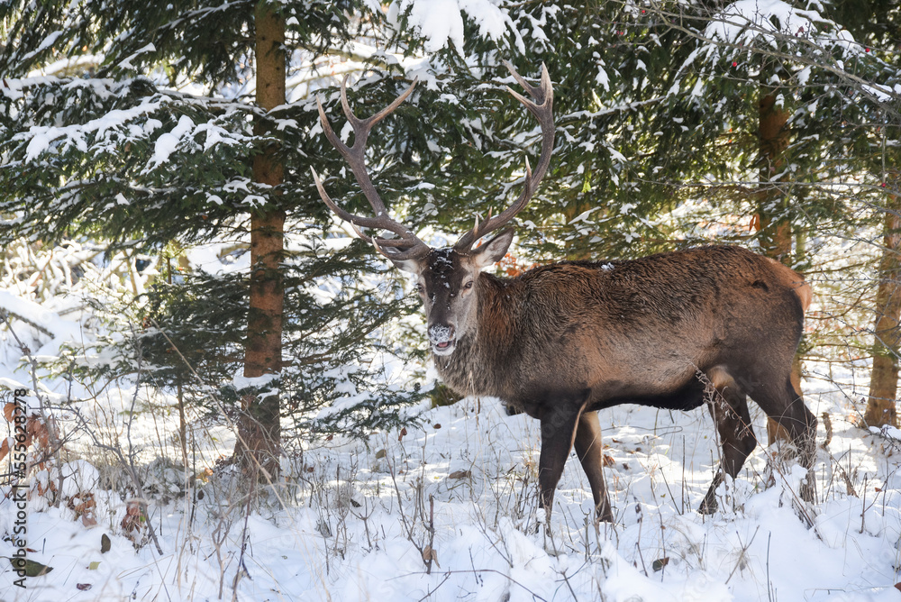 Portrait of a deer in winter in natural terrain. Portrait of a deer in winter in natural terrain.