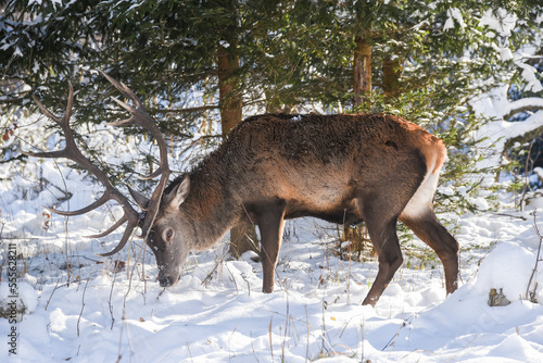 Portrait of a deer in winter in natural terrain.