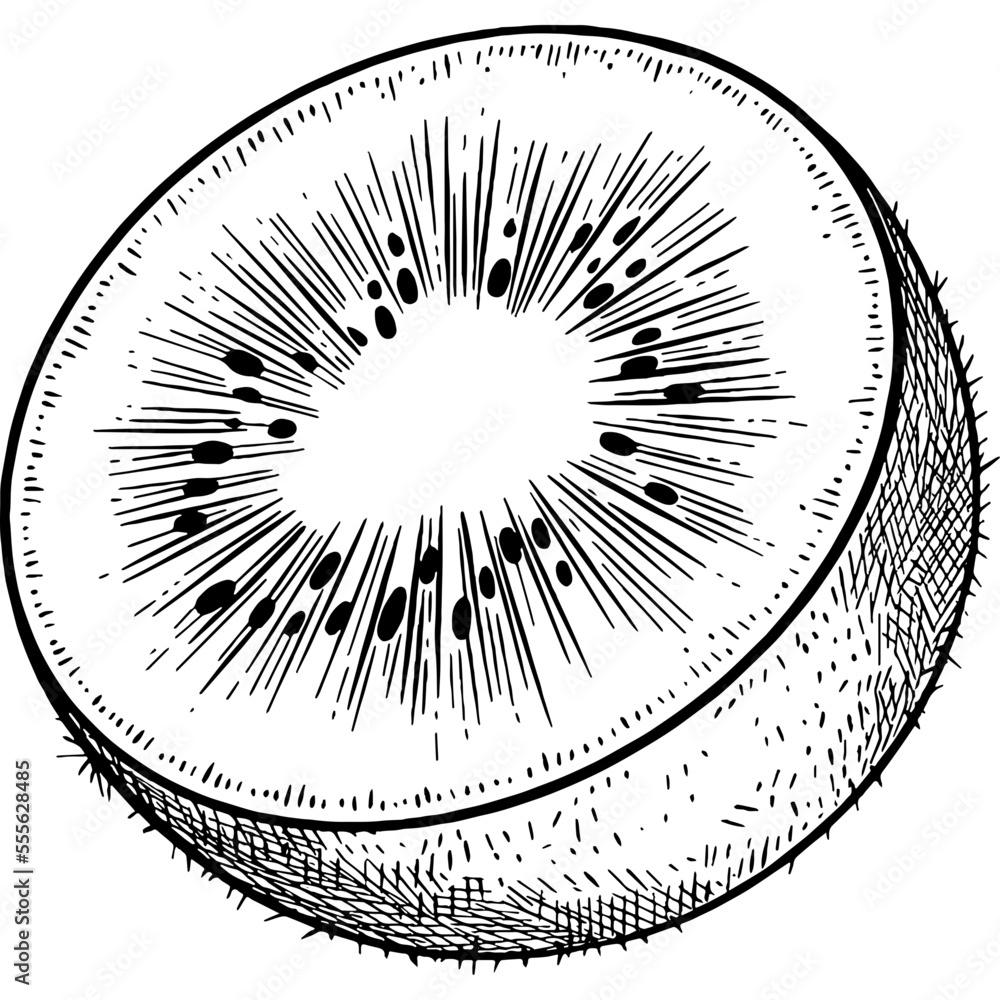 Hand drawn Kiwi Fruit Slice Sketch Illustration