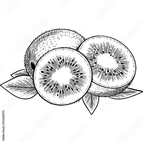 Hand drawn Kiwi Fruit Slices Sketch Illustration © Rough Edges Supply