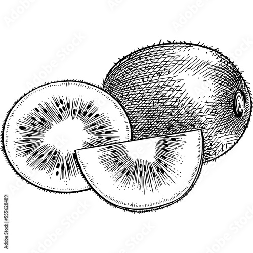 Hand drawn Kiwi Fruit Slices Sketch Illustration