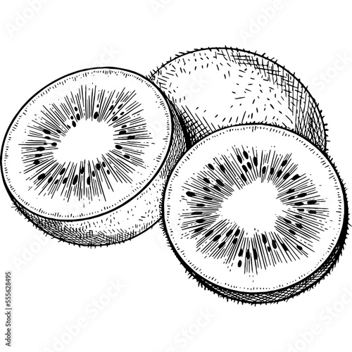 Hand drawn Kiwi Fruit Sketch Illustration