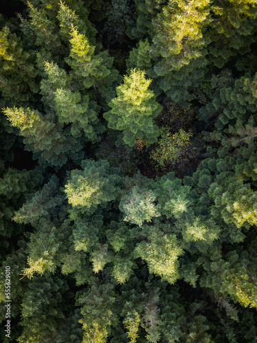 Green forest aerial