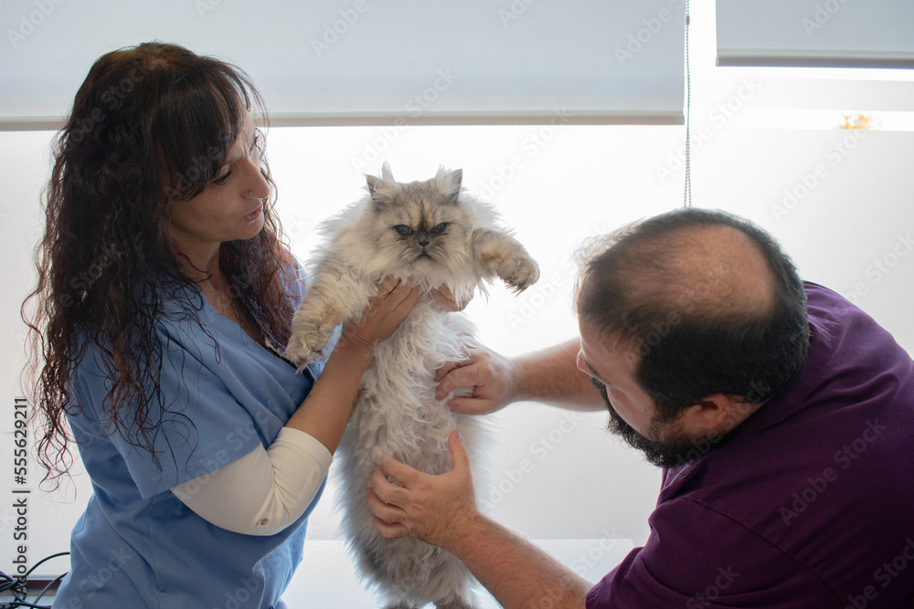 Two veterinarians checking a white cat in a veterinary clinic office. Two veterinarians checking a white cat in a veterinary clinic office.