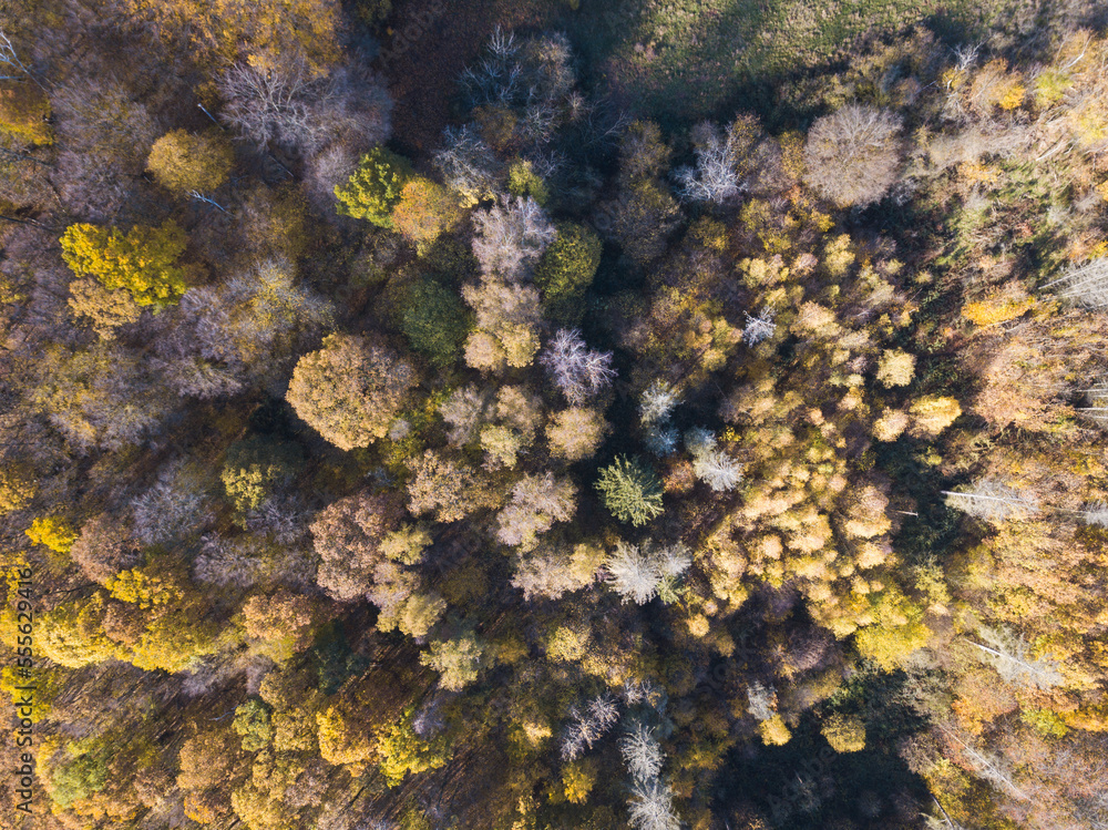 Forest structure from above